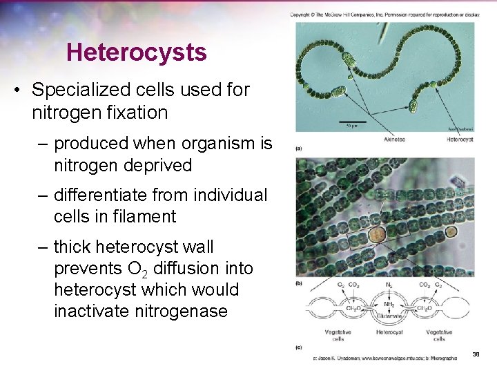 Heterocysts • Specialized cells used for nitrogen fixation – produced when organism is nitrogen