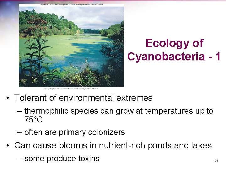 Ecology of Cyanobacteria - 1 • Tolerant of environmental extremes – thermophilic species can