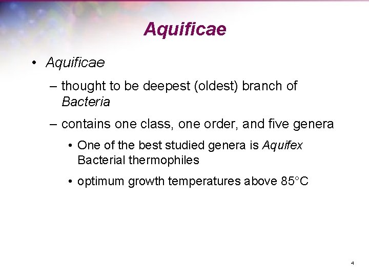 Aquificae • Aquificae – thought to be deepest (oldest) branch of Bacteria – contains