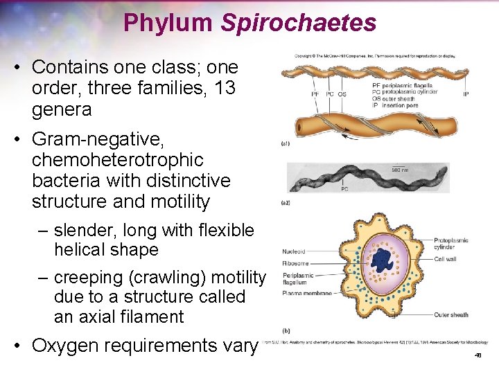 Phylum Spirochaetes • Contains one class; one order, three families, 13 genera • Gram-negative,