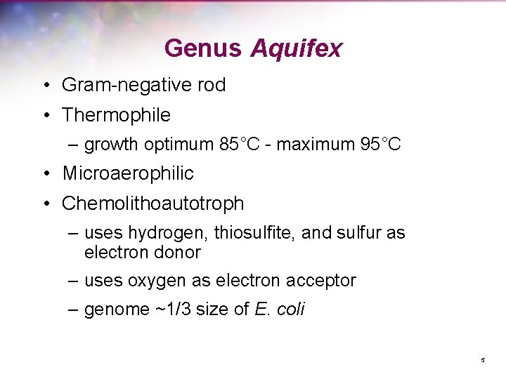Genus Aquifex • Gram-negative rod • Thermophile – growth optimum 85°C - maximum 95°C
