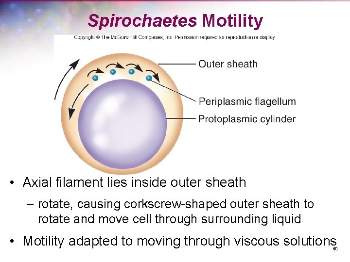 Spirochaetes Motility • Axial filament lies inside outer sheath – rotate, causing corkscrew-shaped outer