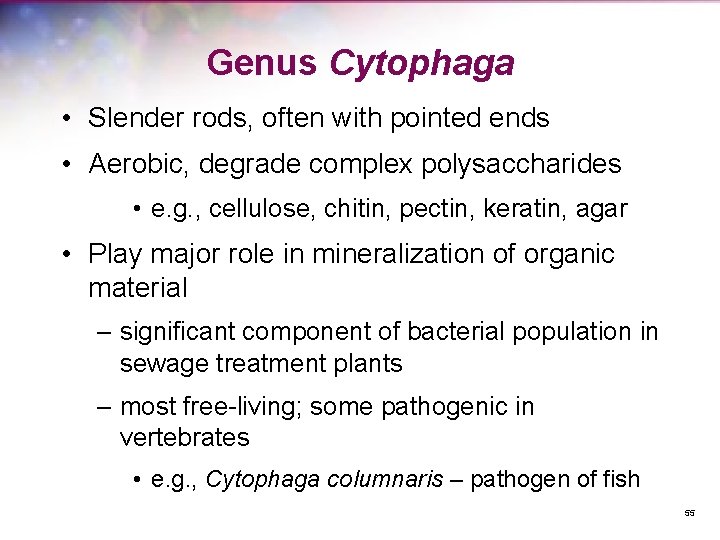 Genus Cytophaga • Slender rods, often with pointed ends • Aerobic, degrade complex polysaccharides