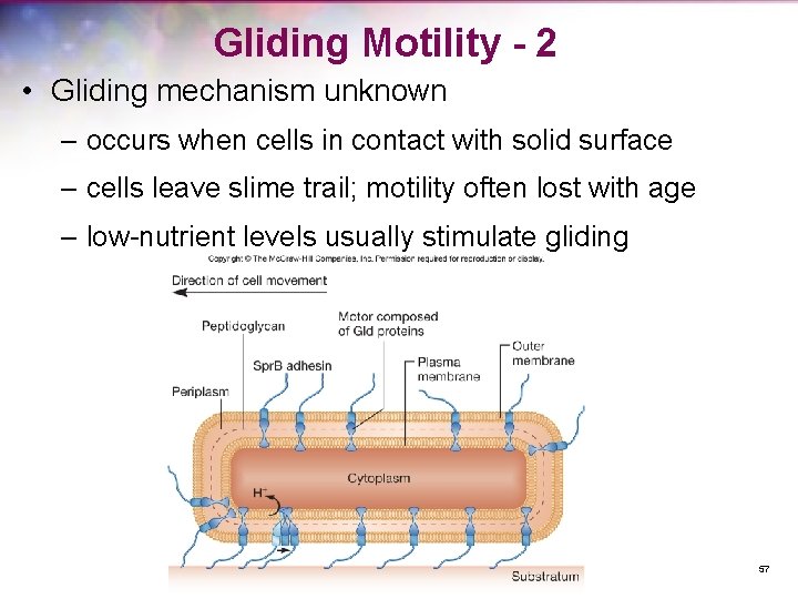Gliding Motility - 2 • Gliding mechanism unknown – occurs when cells in contact