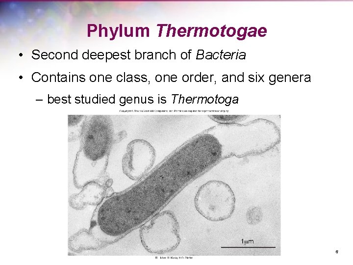 Phylum Thermotogae • Second deepest branch of Bacteria • Contains one class, one order,