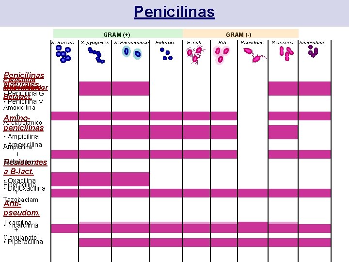 Penicilinas GRAM (+) S. Aureus Penicilina Naturales Mas Inhibidor • Betalact. Penicilina G •