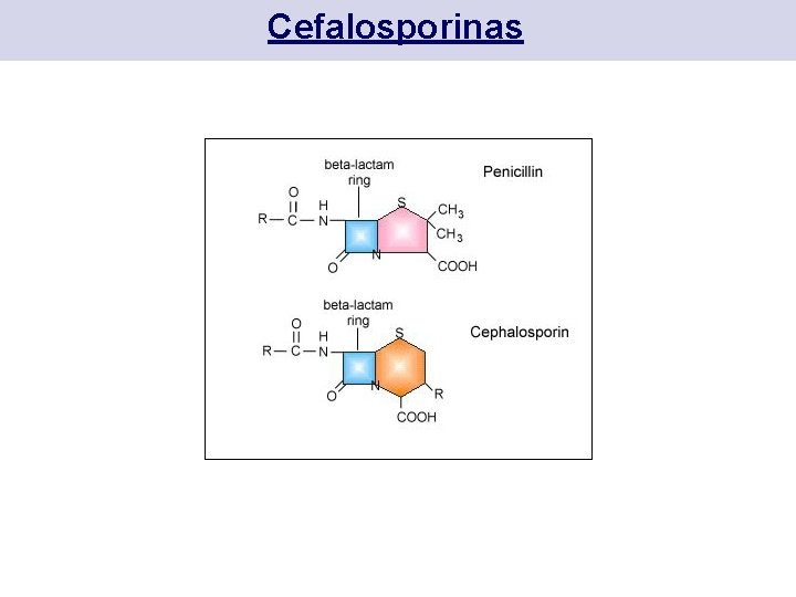 Cefalosporinas 