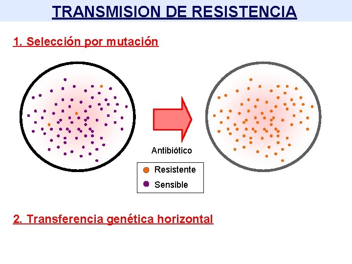 TRANSMISION DE RESISTENCIA 1. Selección por mutación Antibiótico Resistente Sensible 2. Transferencia genética horizontal