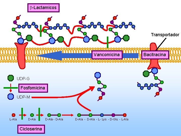  -Lactamicos Transportador Vancomicina UDP-G Fosfomicina UDP-M L-Ala D-Ala Cicloserina D-Ala - L- Lys