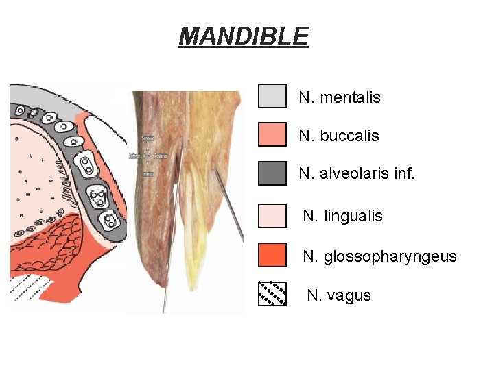 MANDIBLE N. mentalis N. buccalis N. alveolaris inf. N. lingualis N. glossopharyngeus N. vagus