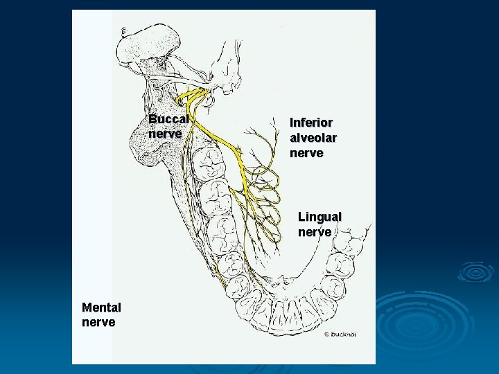 Buccal nerve Inferior alveolar nerve Lingual nerve Mental nerve 