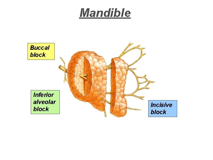 Mandible Buccal block Inferior alveolar block Incisive block 