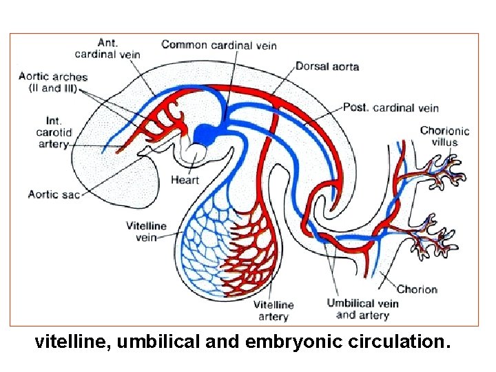 vitelline, umbilical and embryonic circulation. 