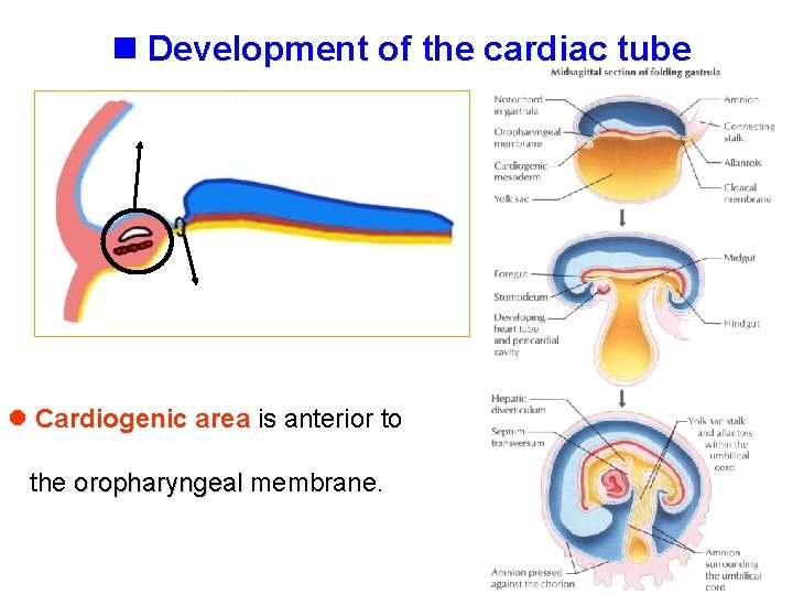 n Development of the cardiac tube l Cardiogenic area is anterior to the oropharyngeal