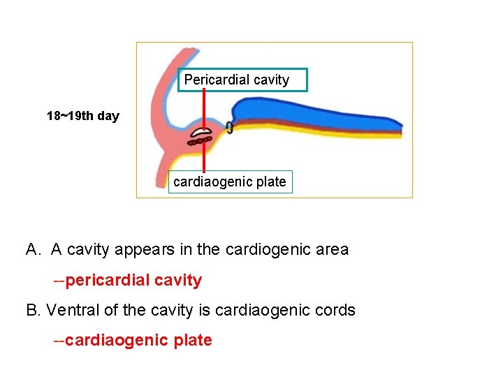 Pericardial cavity 18~19 th day cardiaogenic plate A. A cavity appears in the cardiogenic