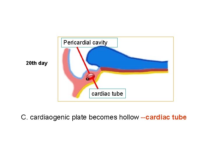 Pericardial cavity 20 th day cardiac tube C. cardiaogenic plate becomes hollow --cardiac tube