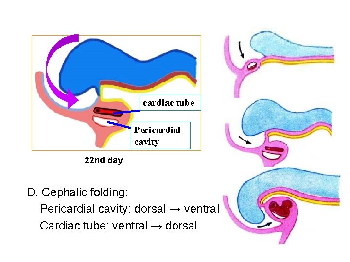 cardiac tube Pericardial cavity 22 nd day D. Cephalic folding: Pericardial cavity: dorsal →