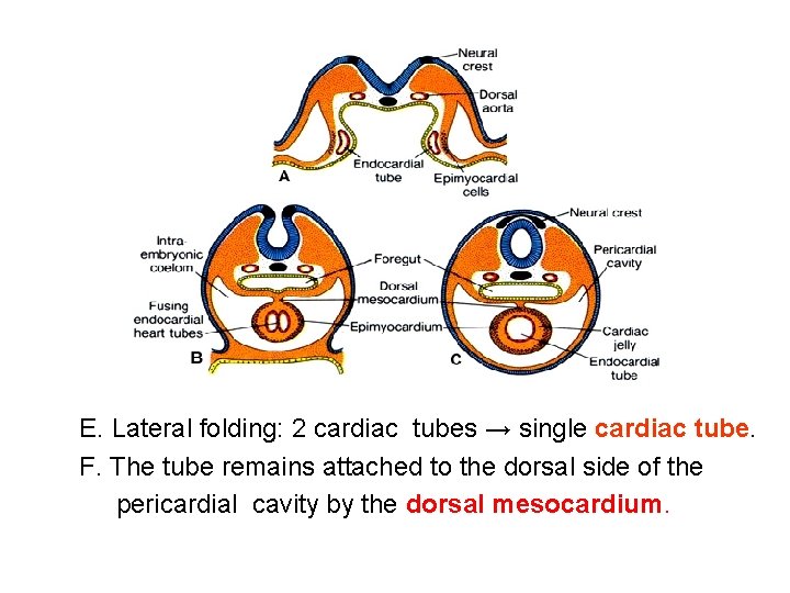E. Lateral folding: 2 cardiac tubes → single cardiac tube. F. The tube remains