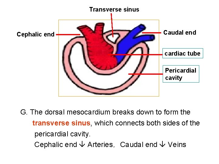 Transverse sinus Cephalic end Caudal end cardiac tube Pericardial cavity G. The dorsal mesocardium