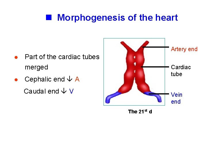 n Morphogenesis of the heart Artery end l l Part of the cardiac tubes