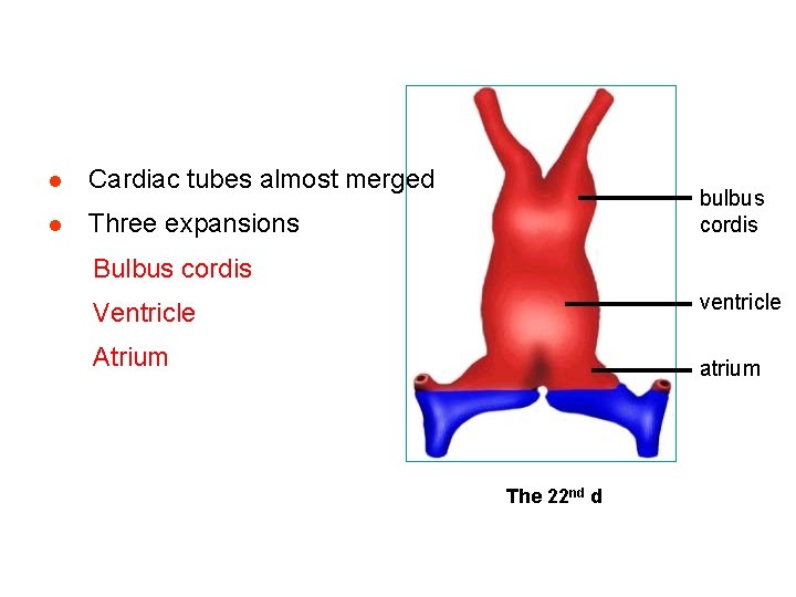 l Cardiac tubes almost merged l Three expansions bulbus cordis Bulbus cordis ventricle Ventricle