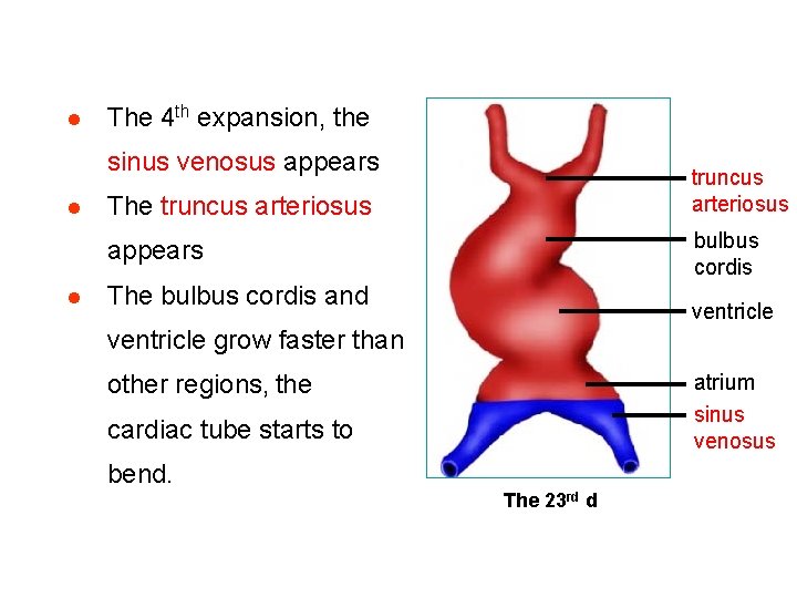 l The 4 th expansion, the sinus venosus appears l truncus arteriosus The truncus