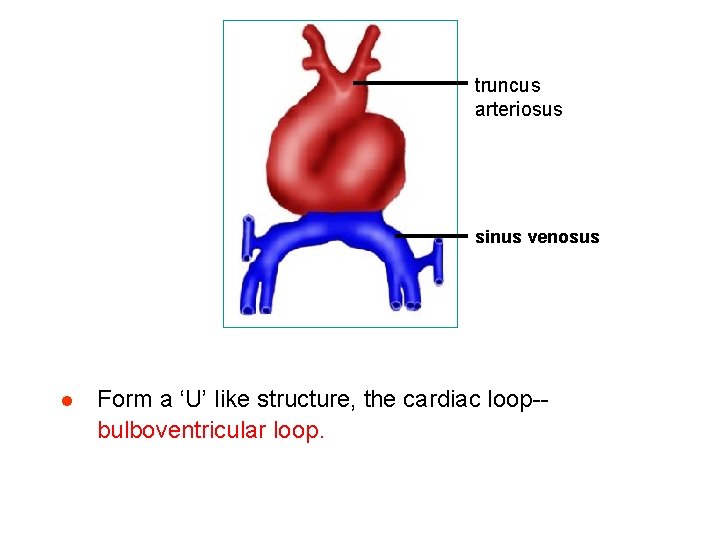 truncus arteriosus sinus venosus l Form a ‘U’ like structure, the cardiac loop-bulboventricular loop.