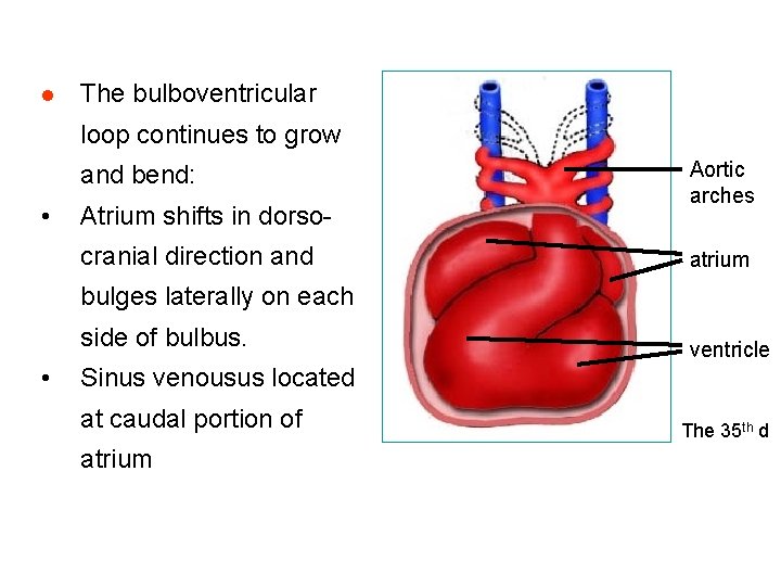 l The bulboventricular loop continues to grow and bend: • Atrium shifts in dorsocranial