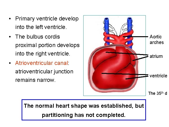  • Primary ventricle develop into the left ventricle. • The bulbus cordis proximal