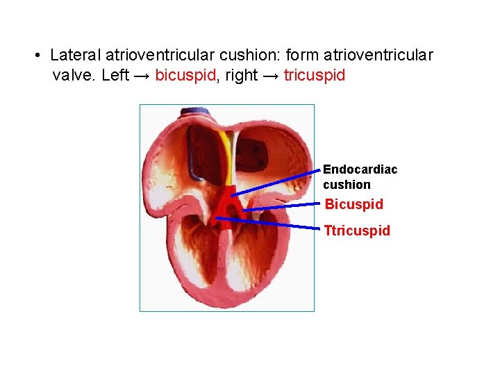  • Lateral atrioventricular cushion: form atrioventricular valve. Left → bicuspid, right → tricuspid