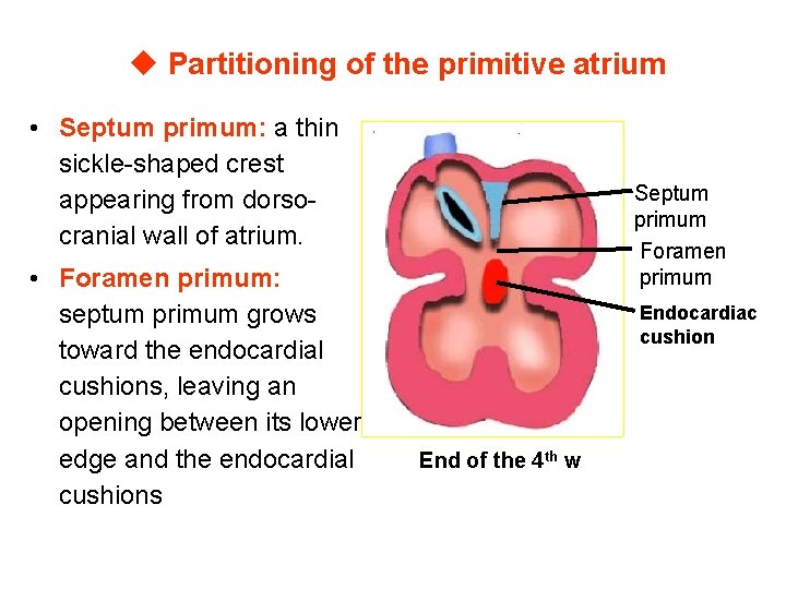 u Partitioning of the primitive atrium • Septum primum: a thin sickle-shaped crest appearing