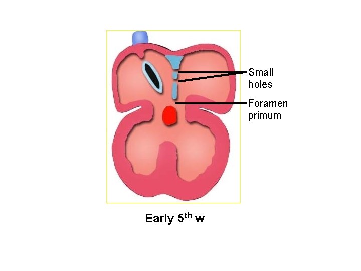 Small holes Foramen primum Early 5 th w 