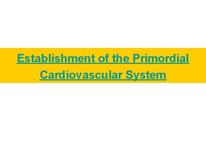 Establishment of the Primordial Cardiovascular System 