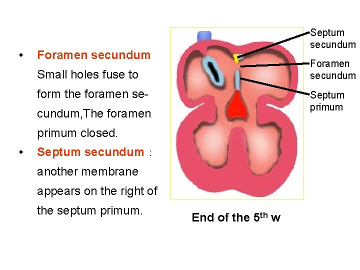  • Septum secundum Foramen secundum Small holes fuse to form the foramen se-