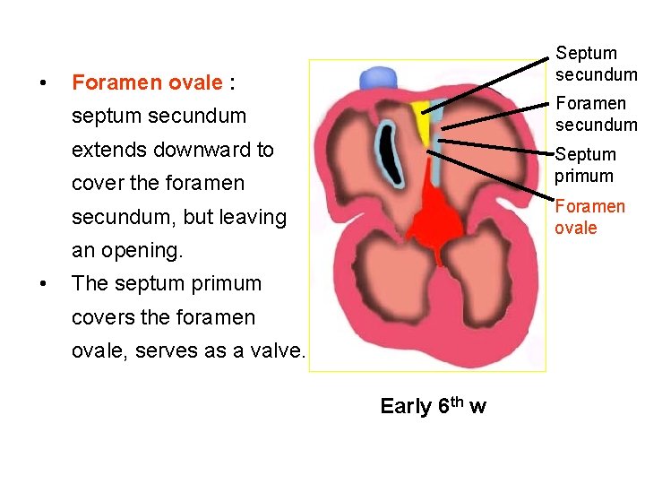  • Septum secundum Foramen ovale : Foramen secundum septum secundum extends downward to