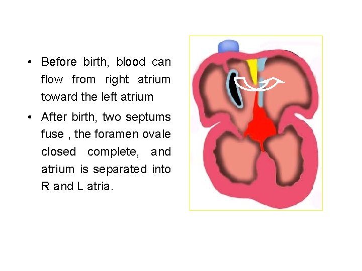 • Before birth, blood can flow from right atrium toward the left atrium