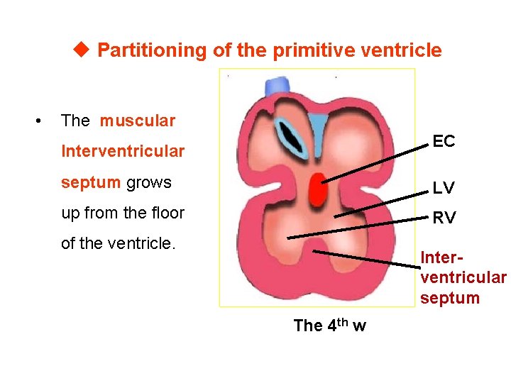u Partitioning of the primitive ventricle • The muscular EC Interventricular septum grows LV