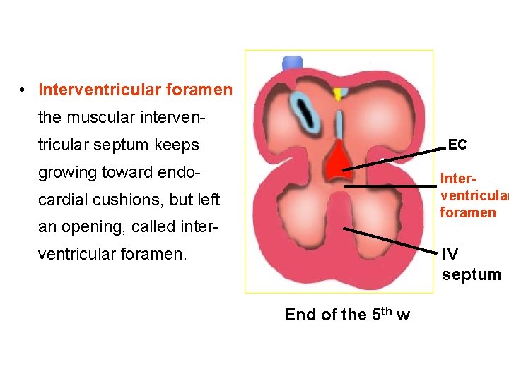  • Interventricular foramen the muscular interven tricular septum keeps EC growing toward endo-