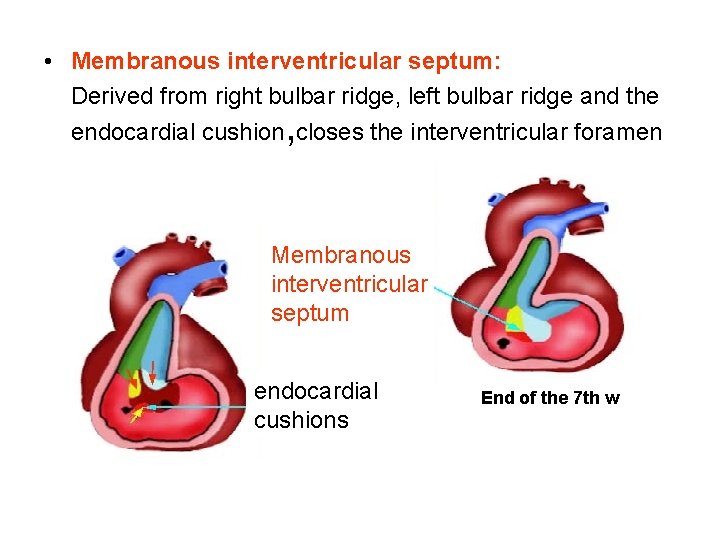  • Membranous interventricular septum: Derived from right bulbar ridge, left bulbar ridge and