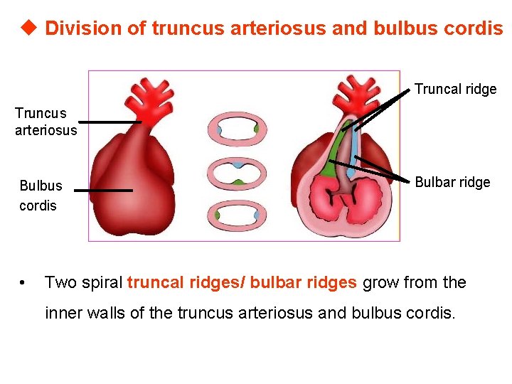 u Division of truncus arteriosus and bulbus cordis The 5 th w Truncal ridge
