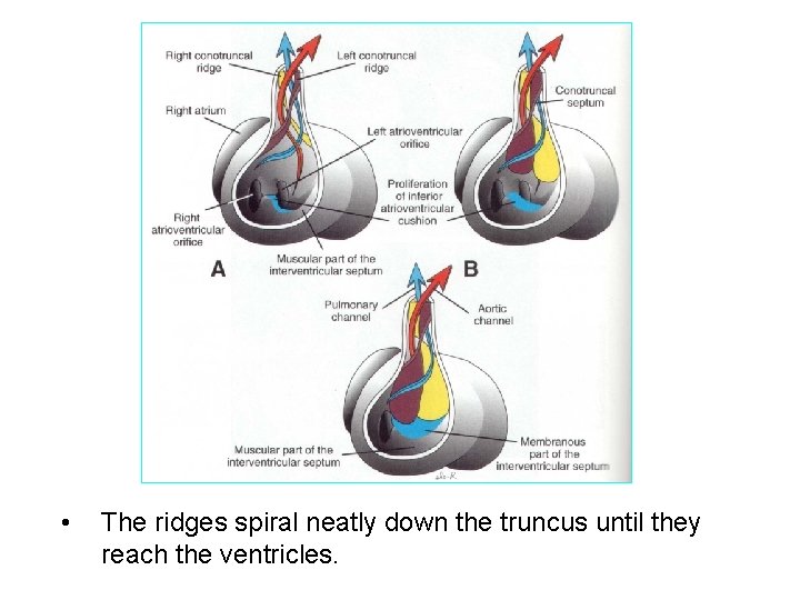 • The ridges spiral neatly down the truncus until they reach the ventricles.