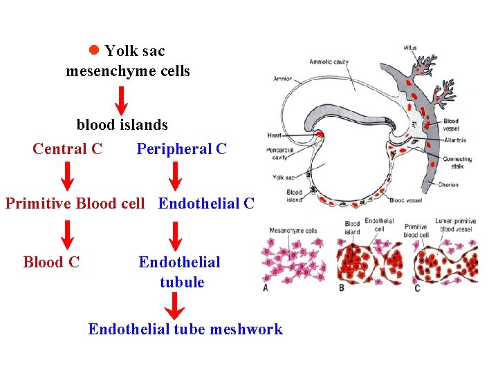l Yolk sac mesenchyme cells blood islands Central C Peripheral C Primitive Blood cell
