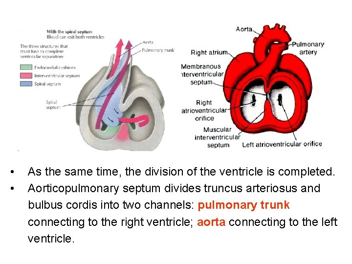 • • As the same time, the division of the ventricle is completed.