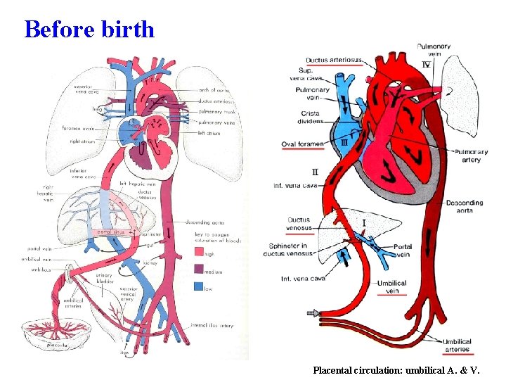 Before birth Placental circulation: umbilical A. & V. 