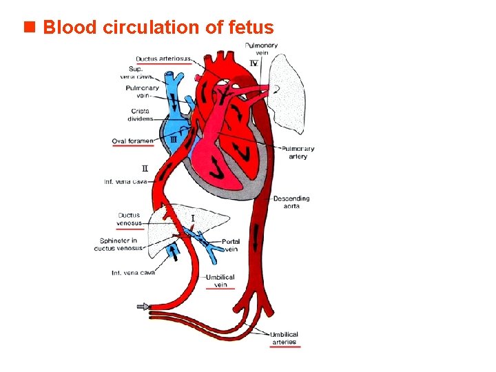n Blood circulation of fetus 