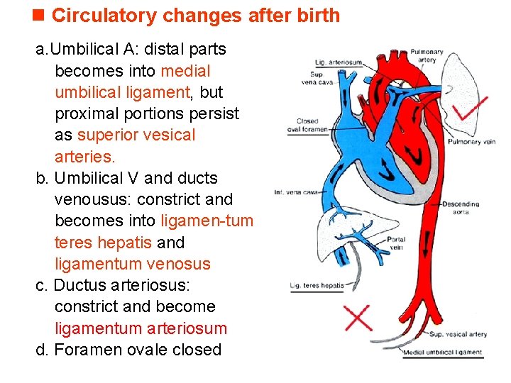 n Circulatory changes after birth a. Umbilical A: distal parts becomes into medial umbilical