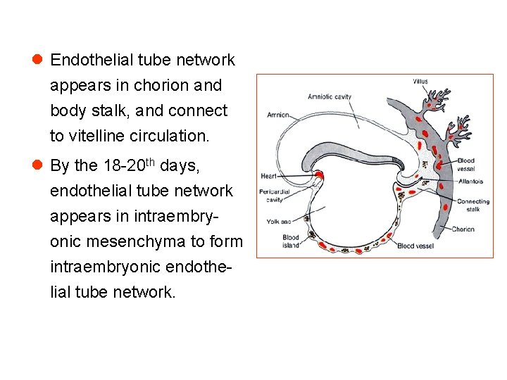 l Endothelial tube network appears in chorion and body stalk, and connect to vitelline