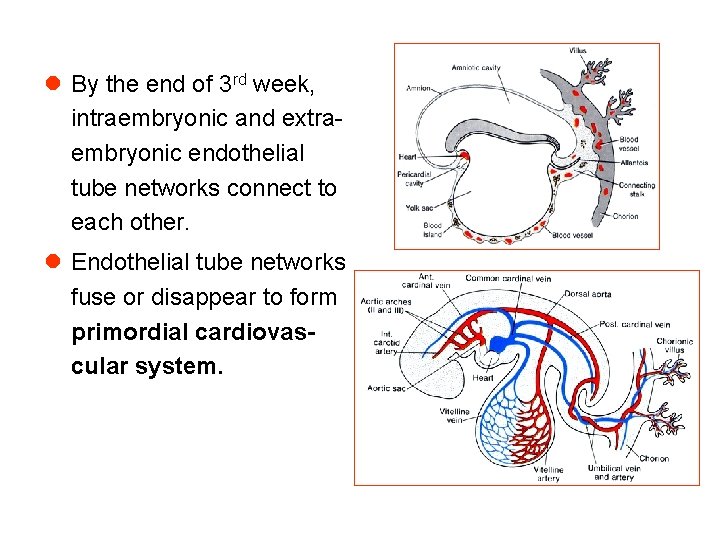l By the end of 3 rd week, intraembryonic and extraembryonic endothelial tube networks