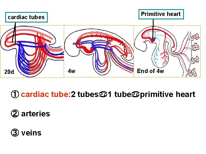 Primitive heart cardiac tubes 20 d 4 w End of 4 w ① cardiac