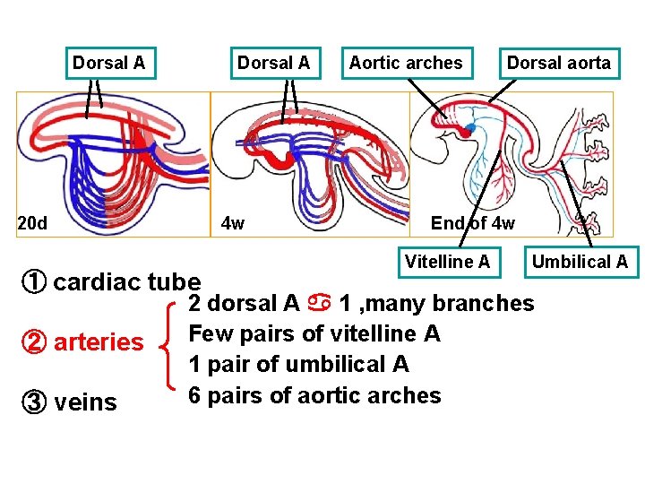 Dorsal A 20 d 4 w ① cardiac tube ② arteries ③ veins Aortic